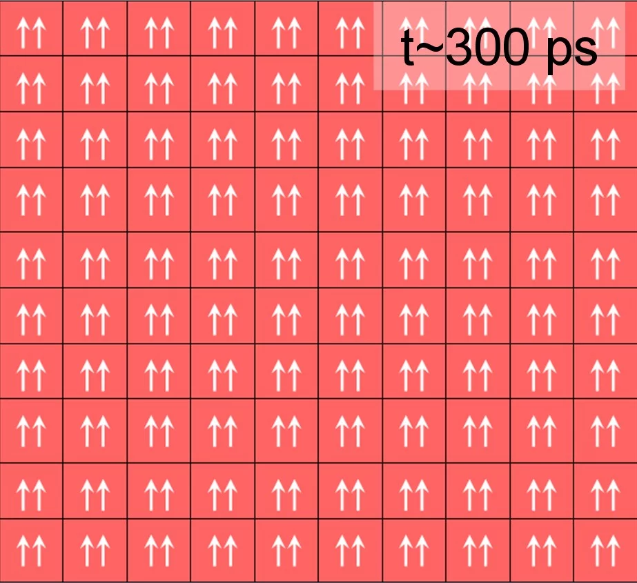 Endzustand: Nach etwa 300 ps (0,3 Milliardstelsekunden) haben sich die Kompassnadeln aller Eisenatome nach oben gedreht. Die gesamte Probe ist magnetisch und dies auch von aussen messbar. Da der Abstand der Eisenatome sich vergrössert hat, hat sich die Probe ausgedehnt.