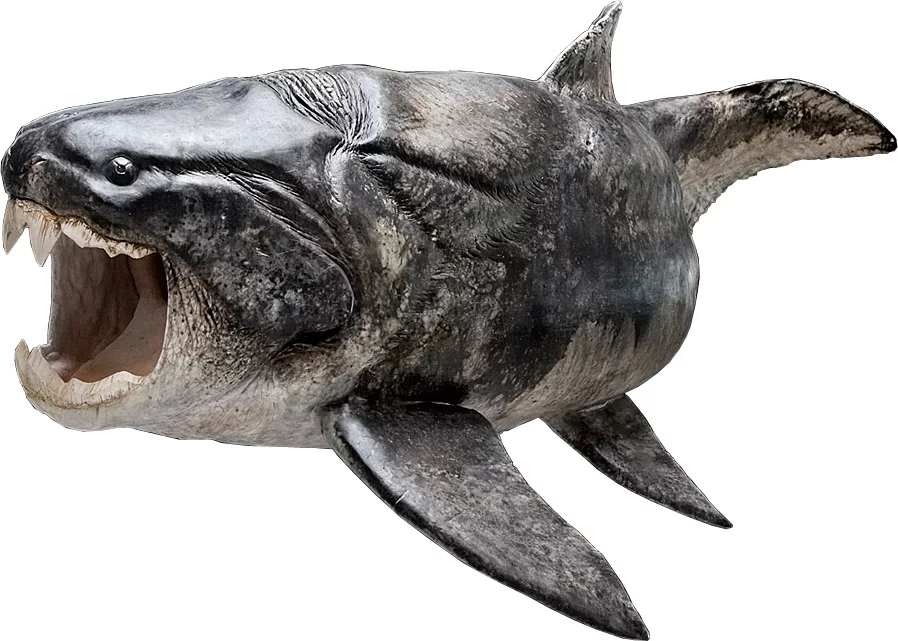 Reconstruction du placoderme Dunkleosteus (Esben Horn, 10tons; encadrement scientifique: Martin Rücklin, John Long et Philippe Janvier).Veuillez noter: toutes les photos et les graphiques ne peuvent être utilisés que pour illustrer ce communiqué de presse. L’archivage n'est pas permis. Veuillez citer l’auteur.