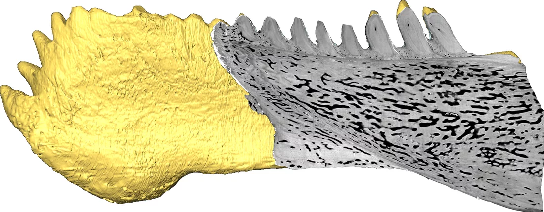 La coupe virtuelle de la mâchoire du placoderme Compagopiscis présente une rangée de dents, avec des cavités pulpeuses et des lignes de croissance remplies de dentine, ce qui permet la reconstruction de l’évolution de la mâchoire (Martin Rücklin, Université de Bristol)Veuillez noter: toutes les photos et les graphiques ne peuvent être utilisés que pour illustrer ce communiqué de presse. L’archivage n'est pas permis. Veuillez citer l’auteur.