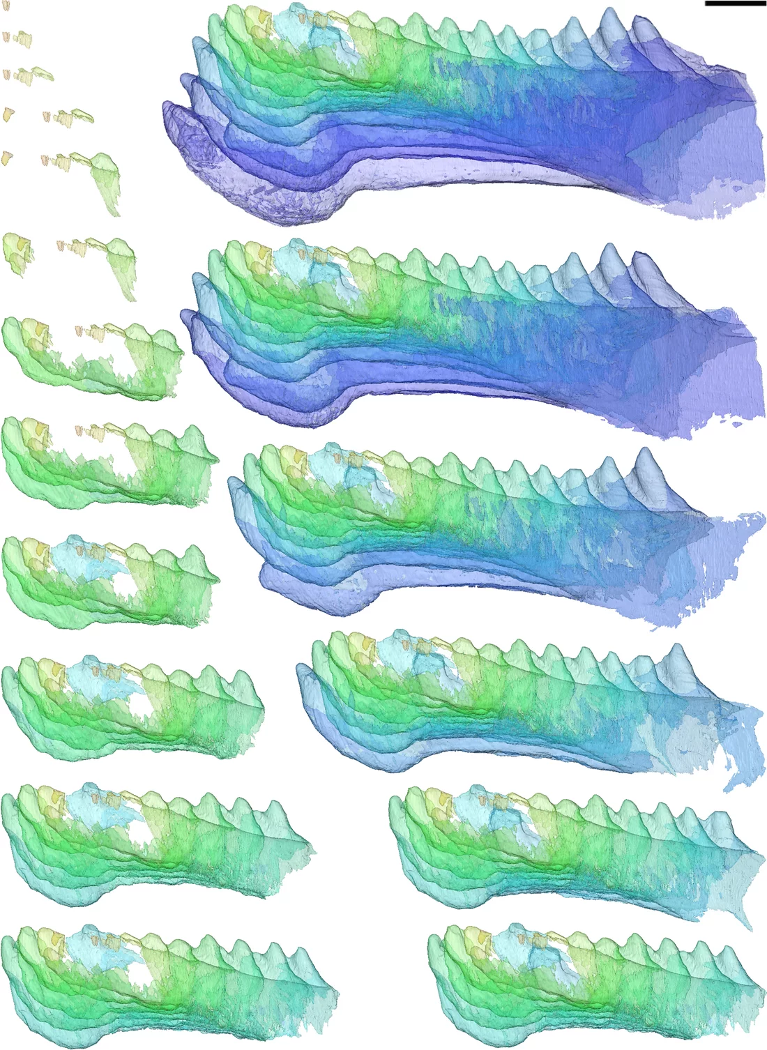 Modèle virtuel de l’évolution des dents et de la mâchoire du placoderme Compagopiscis. En haut, de gauche à droite, sont présentés les stades d’évolution successifs des dents et des tissus conjonctifs (Martin Rücklin, Université de Bristol).Veuillez noter: toutes les photos et les graphiques ne peuvent être utilisés que pour illustrer ce communiqué de presse. L’archivage n’est pas permis. Veuillez citer l’auteur.