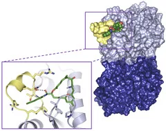 Molecular structures revealed in detail: the tubulin molecule (picture on the right) is composed of two subunits (light- and dark blue). A molecule of the anticancer agent Zampanolide (green) sticks deep inside the binding pocket (see image on the left for molecular details) and stabilises a section of the tubulin molecule (yellow) into a particular shape. This stabilisation strengthens the cohesion between tubulin subunits in the microtubules.