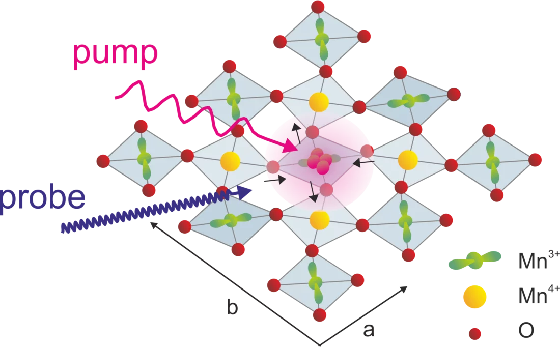 Prinzip des beschriebenen Experiments. Anfangs treten die Manganatome in drei verschiedenen Zuständen auf, die verschiedenen Elektronenzuständen - Orbitalen - entsprechen (kugelförmig - gelb dargestellt - oder hantelförmig mit zwei verschiedenen Ausrichtungen - in grün). Ein Laserpuls ('pump') regt die Elektronen an. Ein Röntgenlaserpuls ('probe') untersucht die jeweiligen Zustände.