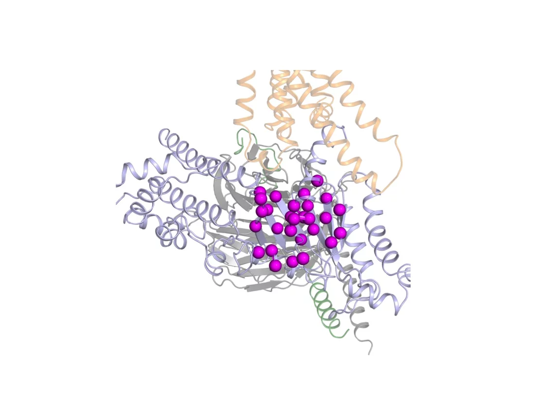Simplified depiction of the structure of the G-protein studied (in grey) and the receptor coupled to it. The spheres represent the amino acids that are crucial for the activation of the G-protein. (Source: Dawei Sun)