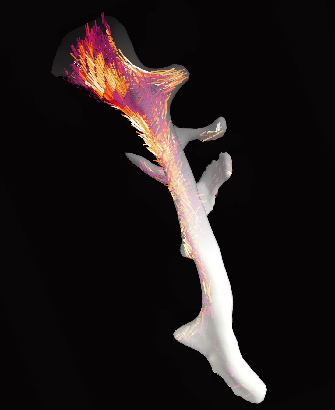 L’os et sa nanostructure : grâce à la nouvelle méthode d’analyse qu’ils ont développée, des chercheurs au PSI ont pu cartographier l’agencement et l’orientation des minuscules fibrilles de collagène dans ce fragment entier d’os d'environ 2,5 millimètres. (Graphique : Institut Paul Scherrer/Marianne Liebi)