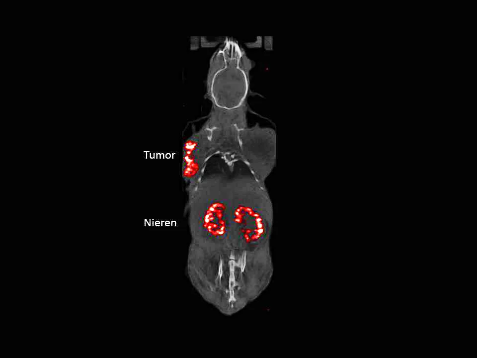 The radioactively-marked mini-gastrin PSIG-2 primarily accumulates in the tumour and kidneys. In the process, roughly as much of the radioactive drug is absorbed by the tumour as the kidneys. This ratio is still sufficient for a course of treatment, without damaging the kidneys. (Photo: Paul Scherrer Institute)
