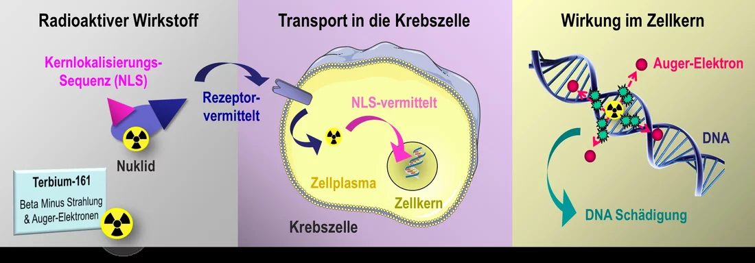 Radioapharmaceuticals that are injected into the bloodstream can destroy cancer cells with their radiation. Along with its beta-minus radiation, the radionuclide terbium-161 also emits Auger electrons. These have only an extremely short range, less than one micrometer. With that they are especially well suited to attacking the genetic material DNA directly in the cell nucleus. In order to get there, the active agent must first dock to suitable receptors on the outer surface of a cancer cell. From there it …