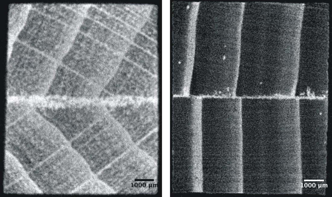 Figure 4: Neutron tomogram through specimens of beech wood (left) and spruce wood (right) with a 1K-PUR adhesive joint; the glue line appears pronounced due to the high sensitivity for hydrogen [6].