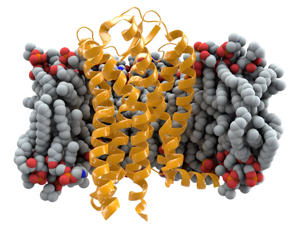 The CCR5 receptor (yellow) spans the cell membrane to relay messages from chemokines into the cell’s interior. 