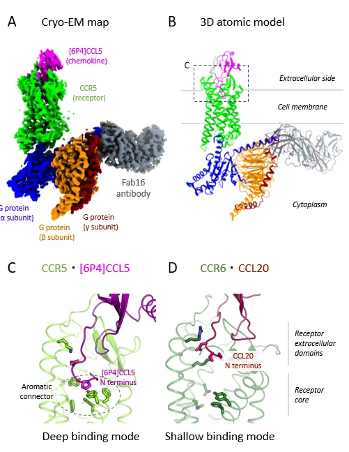 Cryo-EM map (A) and 3D atomic model (B) 