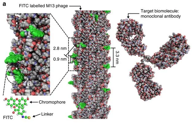 Virus laser for biological detection
