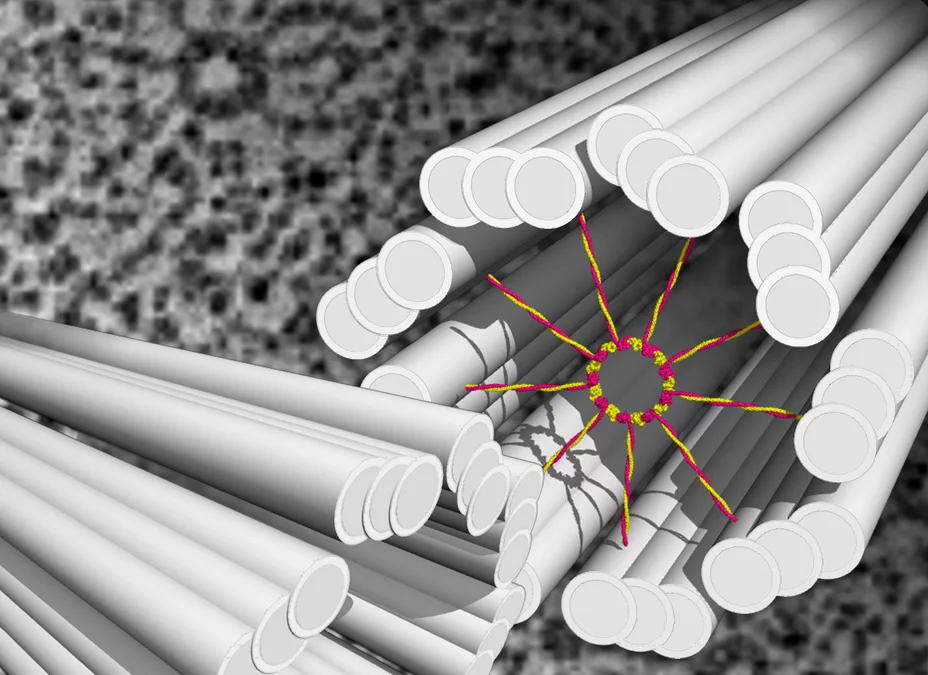 Illustration zweier Centriolen mit Wagenrad (in Farbe) vor einer elektronenmikroskopischen Aufnahme (Hintergrund). (Abbildung: PSI/M. Steinmetz)