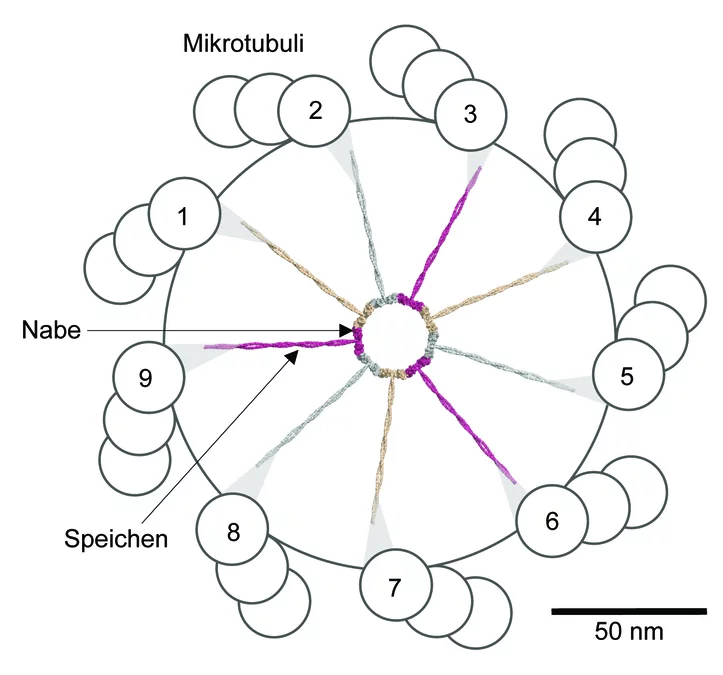 Schematischer Querschnitt durch ein Centriol. Das Wagenrad (in Farbe) besteht aus einer Nabe und neun Speichen. (Abbildung: PSI/M. Steinmetz)
