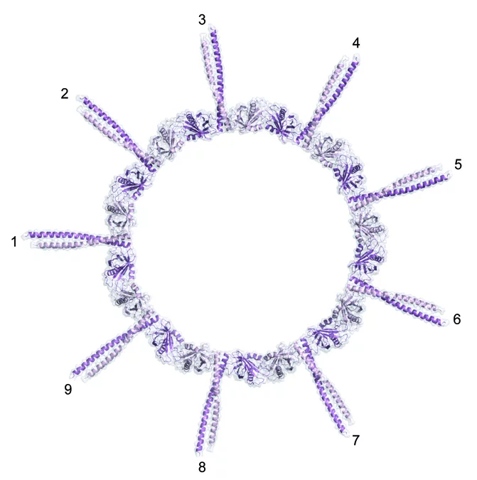 Aufsicht auf das Protein-Strukturmodell des Wagenrads mit der universellen Neuner-Symmetrie. (Abbildung: PSI/M. Steinmetz)