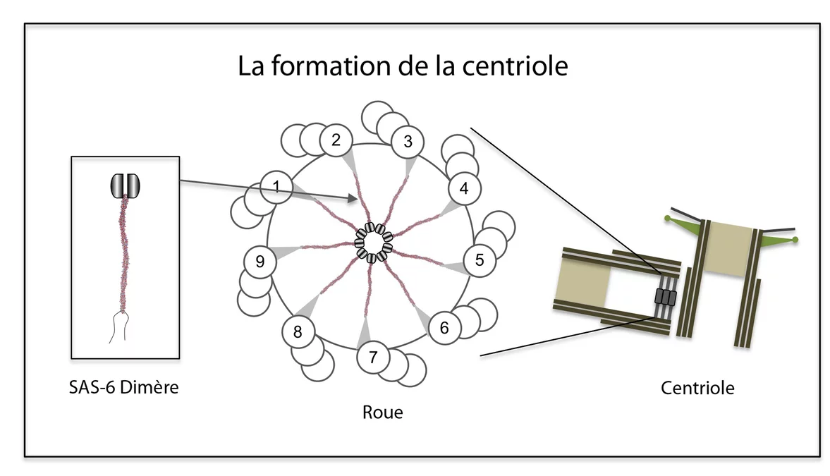 Neuf dimères SAS-6 assemblés de manière symétrique constituent la roue de voiture, qui sert de squelette au centriole en formation. (Source: PSI/M. Steinmetz)