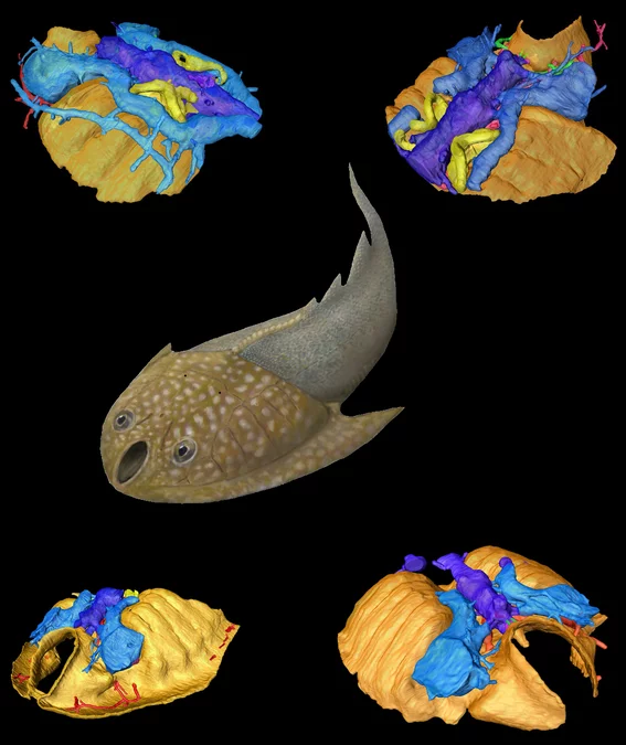 Künstlerische Darstellung des untersuchten kieferlosen Fisches (Mitte). Aussen: vier Ansichten der tomografischen Rekonstruktion der Hirnschale (dunkelgelb) und der Sinnesorgane (blau, violett) des Fisches. (Quelle: Philip Donoghue, University of Bristol)