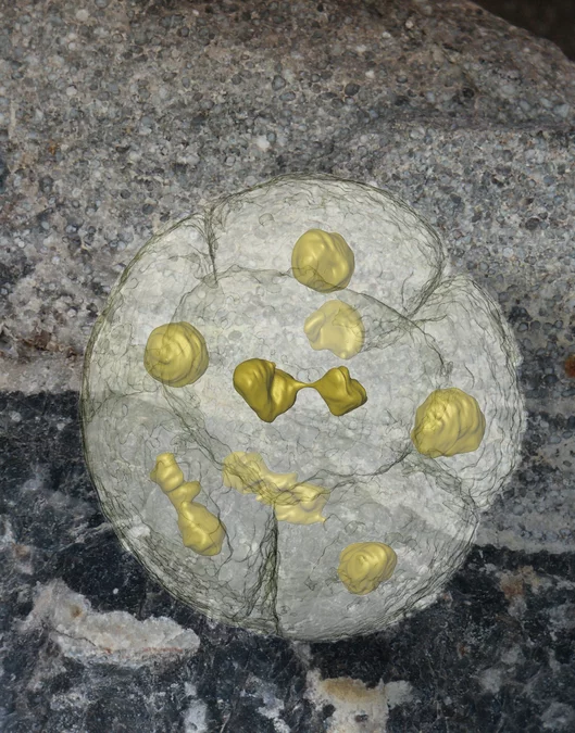 570 Millionen Jahre alter vielzelliger Sporenkörper während der Zell- und Zellkernteilung. Die untersuchten Fossilien stammen aus Südchina. Die Aufnahmen wurden mit Hilfe der Röntgentomografie an der Synchrotron Lichtquelle Schweiz erstellt.  Nur zur Verwendung im Zusammenhang mit dieser Pressemitteilung. Copyright: Stefan Bengtson, Swedish Museum of Natural History