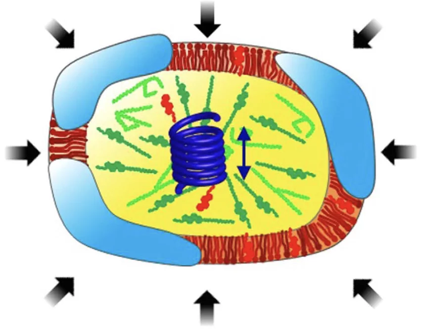 High hydrostatic pressure NUM Paul Scherrer Institut (PSI)