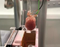 Beating rat heart on a customized IHPS at the TOMCAT beamline.