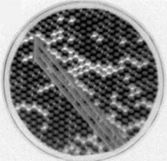 Microwave excitation leads to a magnetic cascade