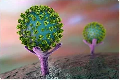 Size of the corona virus: 60 - 140 nm