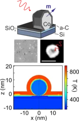 Single femtosecond laser pulse excitation of individual cobalt  nanoparticles