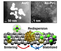 Platinum chloride in aqueous solution promotes the dispersion of large gold nanoparticles (>70 nm) on carbon 