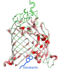 darobactin