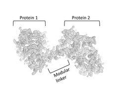 Verknüpfung zweier Proteine über eine frei stehende, "starre" Verbindung.