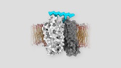 Ligand induced dimerization of GPCR