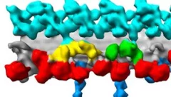 cellular structural biology