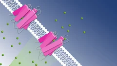 How to get chloride ions into the cell