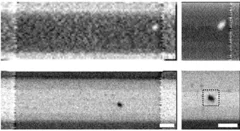 STXM images of ferrimagnetic skyrmions