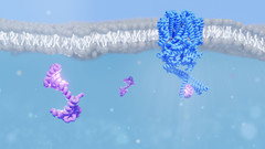 Researchers deciphered the structure of an ion channel from the rod cells of the eye (shown in blue) while it interacts with the protein calmodulin (purple).