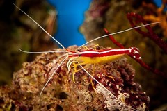 Pacific cleaner shrimp