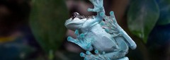 Photo of the tree-hole toad tree frog