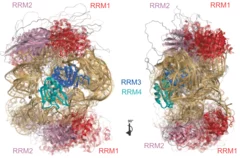 Dorn et al