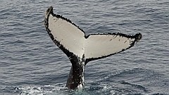 Blog14 JoshLawrence whale teaser.jpg
