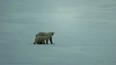 7.3.polarbears 2-small TEN.JPG