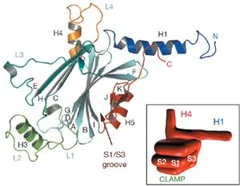 Highlight Cypovirus small.jpg