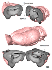 rat brain 3D cover hr.PNG