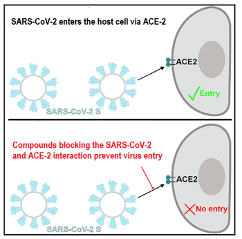 SARS-CoV-2_ACE-2