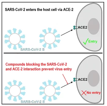 SARS-CoV-2_ACE-2