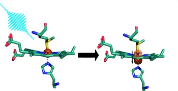 After irradiation with a laser pulse, the triply positively charged iron atom of cytochrome c moves briefly out of the molecular plane.