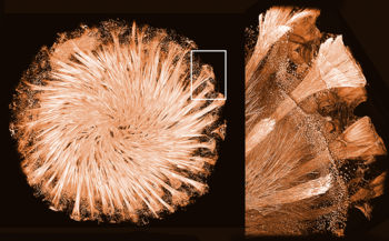 Cliché du squelette de verre de l’éponge Tethya aurantium réalisé par tomographie aux rayons X 