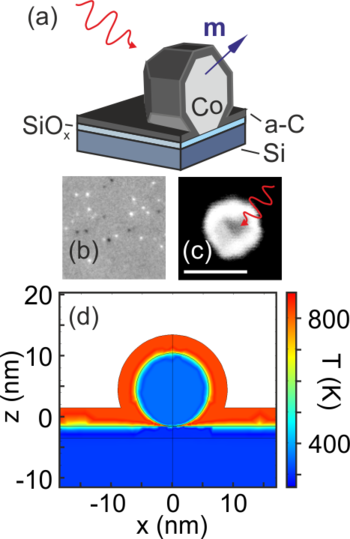 Femtosecond laser pulse excitation of cobalt nanoparticles