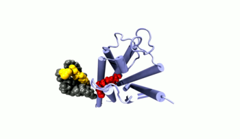 Snapshot from the dynamic simulation of a receptor protein 