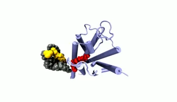 Snapshot from the dynamic simulation of a receptor protein 