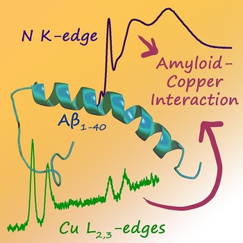 amyloid-beta-copper