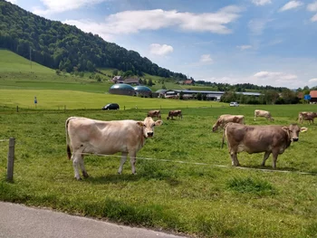 Kühe WSL