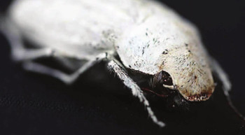 Figure 1: Cyphochilus white beetle